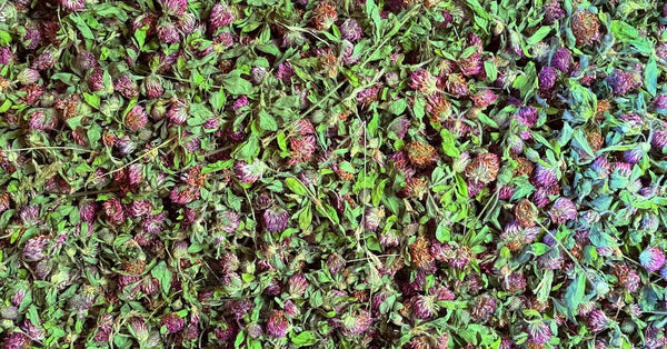 Freshly harvested red clover blossoms and green leaves spread out for temperature-controlled curing, preserving their medicinal phytoestrogens and sweet herbal aroma.