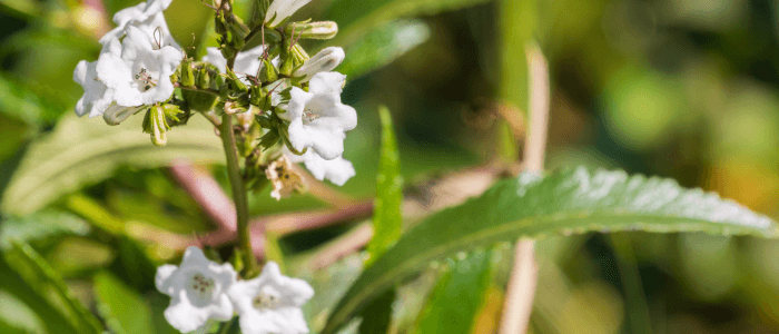 Yerba Santa plant with close up on leaf & flower structure. 