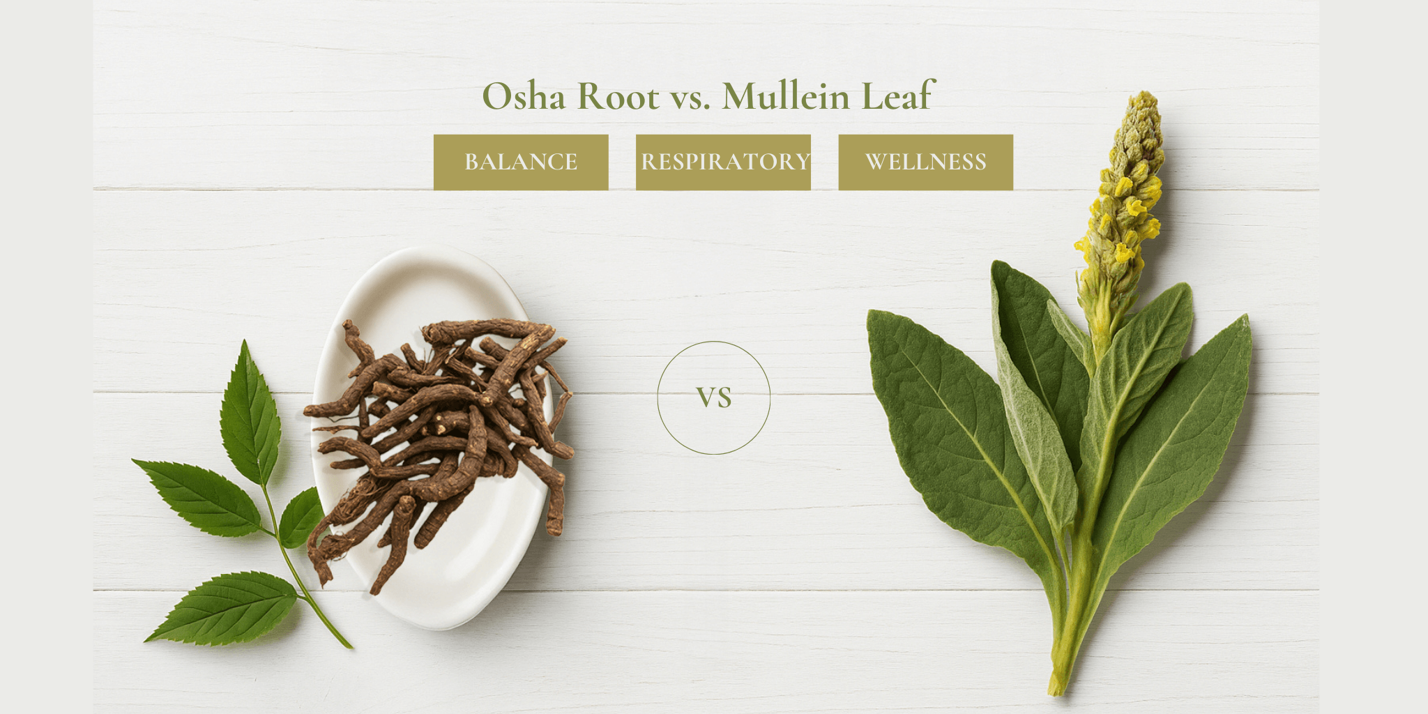This image delivers a clean, informative visual comparison between Osha Root and Mullein Leaf, ideal for a wellness-focused article or educational post.