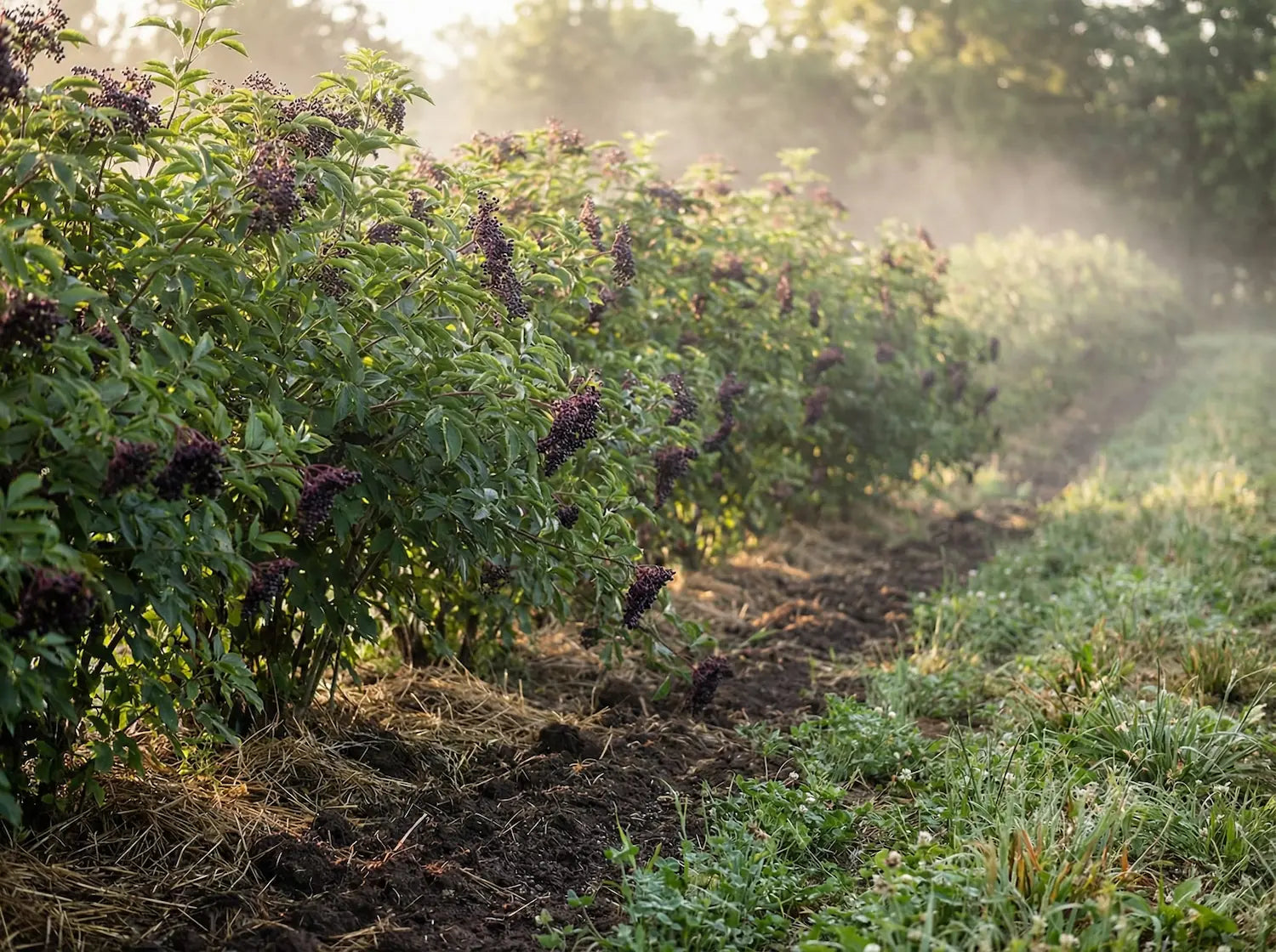 A mature row of Sambucus nigra elderberry shrubs heavy with anthocyanin-rich berries thriving in deeply mulched regenerative soil.