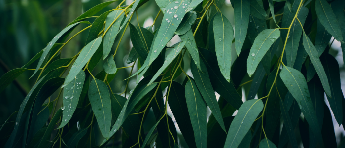 Eucalyptus Leaf: The Breath of the Forest