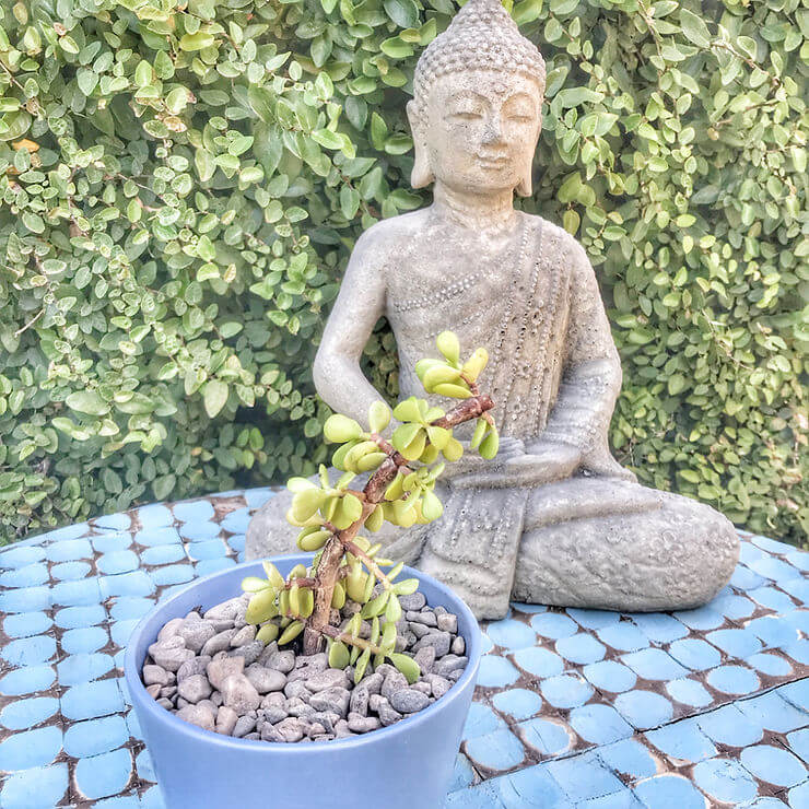 Growing Elephant Bush Succulent | Jade Plant