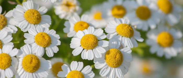 Feverfew: Nature's Answer to Pain and More