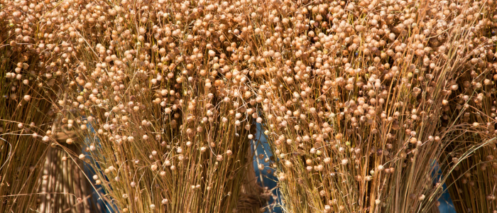 Flax Seeds: The Versatile Superfood