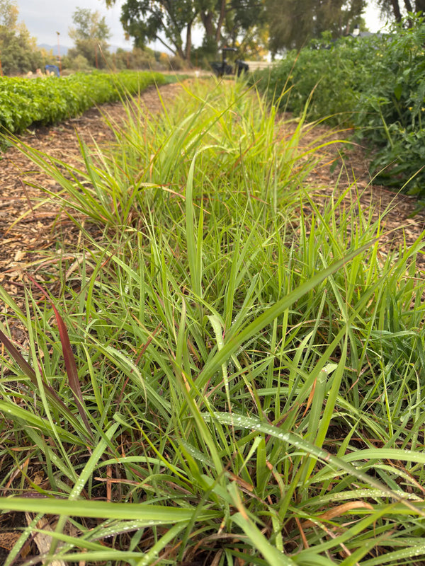 A close-up view of a dense row of fresh lemongrass (Cymbopogon citratus) growing in a mulched regenerative farm bed, with morning dew clinging to the bright green blades.