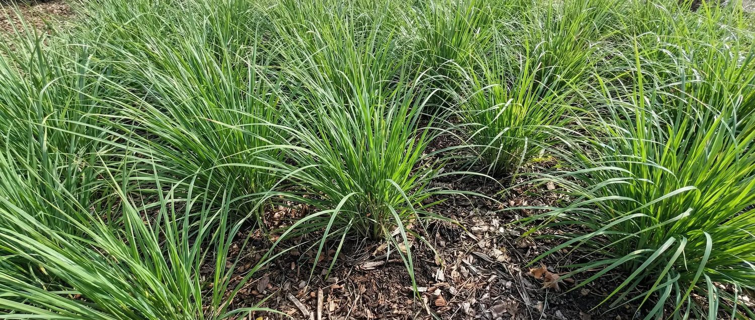 Healthy sweetgrass plants (Hierochloe odorata) growing in a sacred plant co regenerative bed, showing natural rhizomatous growth and vibrant green blades