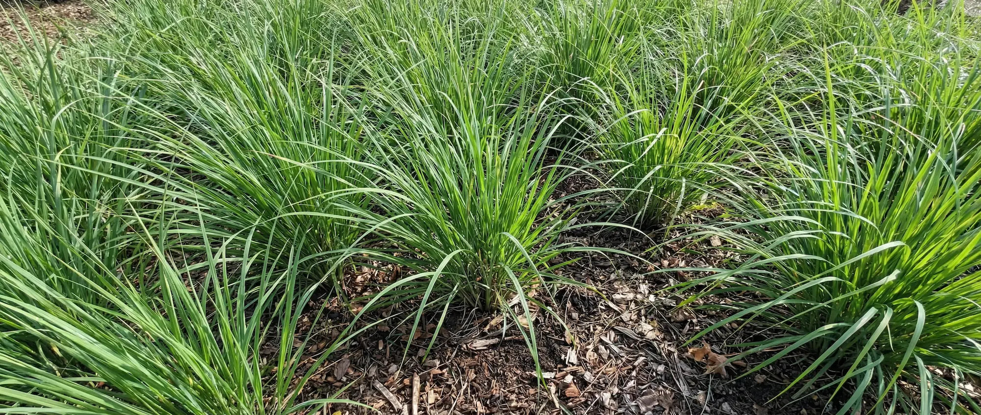 Healthy sweetgrass plants (Hierochloe odorata) growing in a sacred plant co regenerative bed, showing natural rhizomatous growth and vibrant green blades