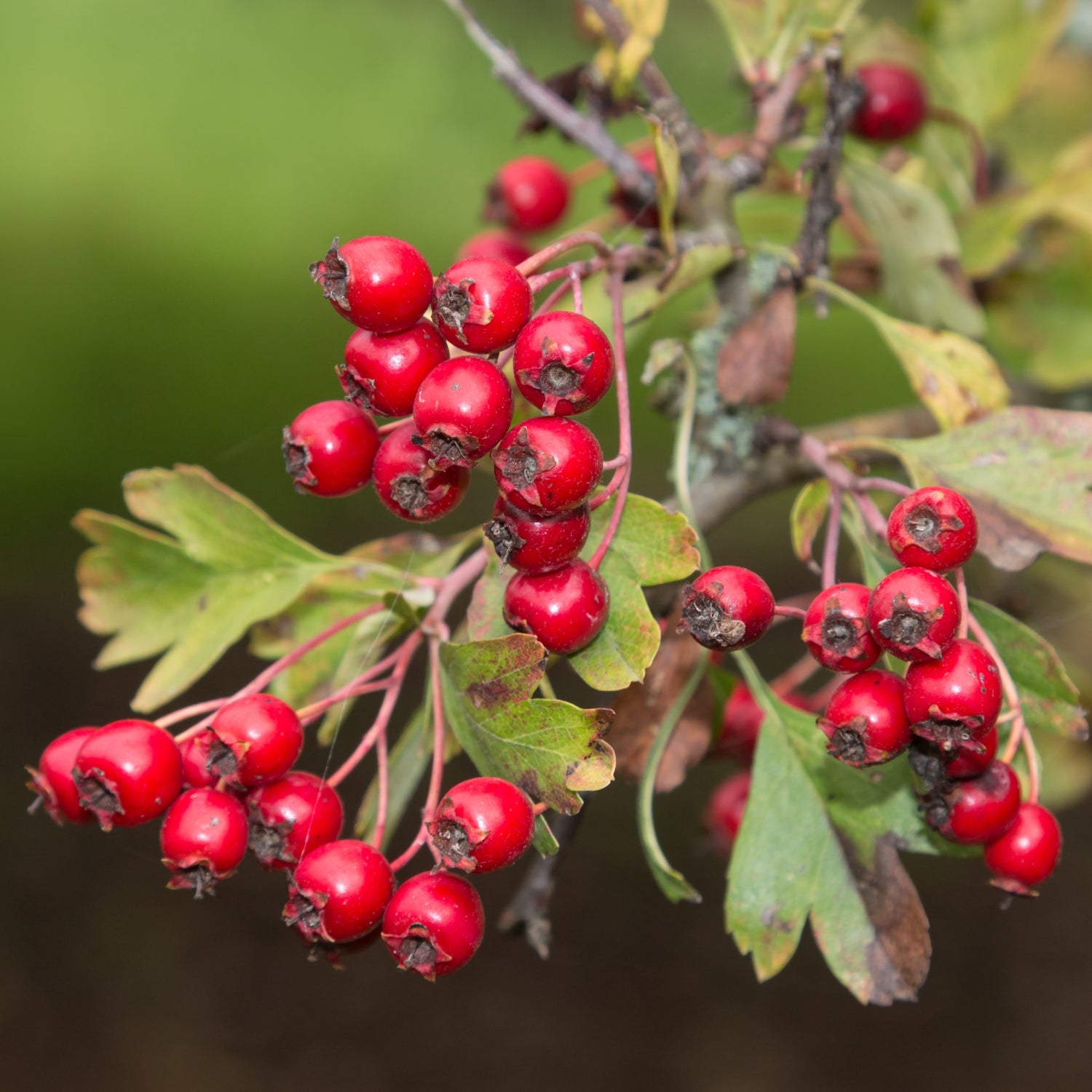 山楂 (shān zhā) Hawthon Berries from Sacred Plant Co