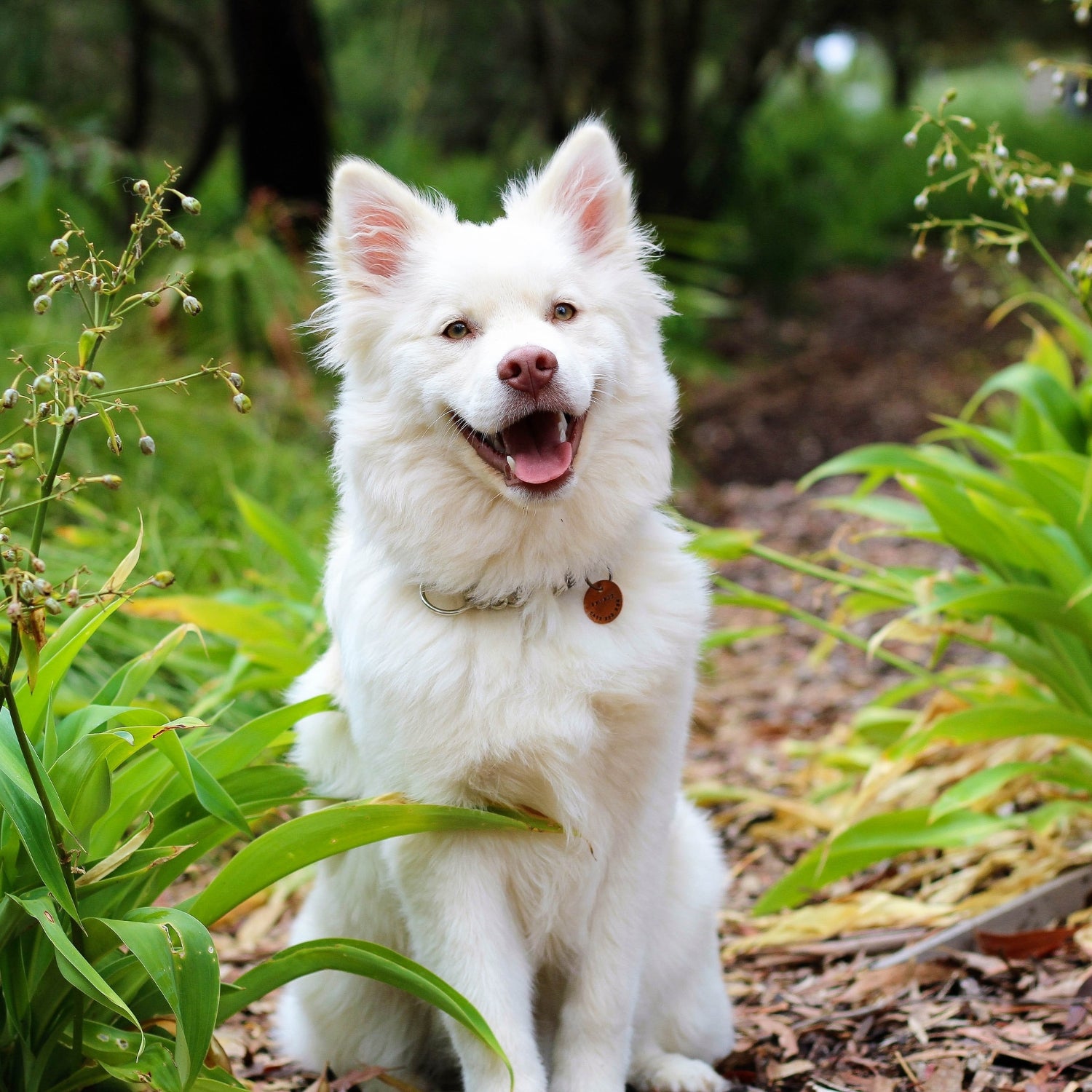 Best Herbs for Dogs: Natural Solutions for Your Pet's Wellness