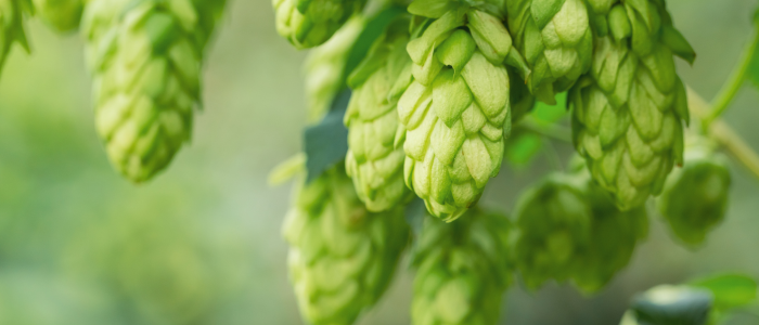 Hops: A Resonating Rhapsody from Vine to Vessel