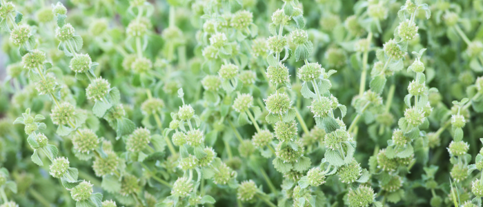 Horehound: A Bitter Remedy with a Sweet History