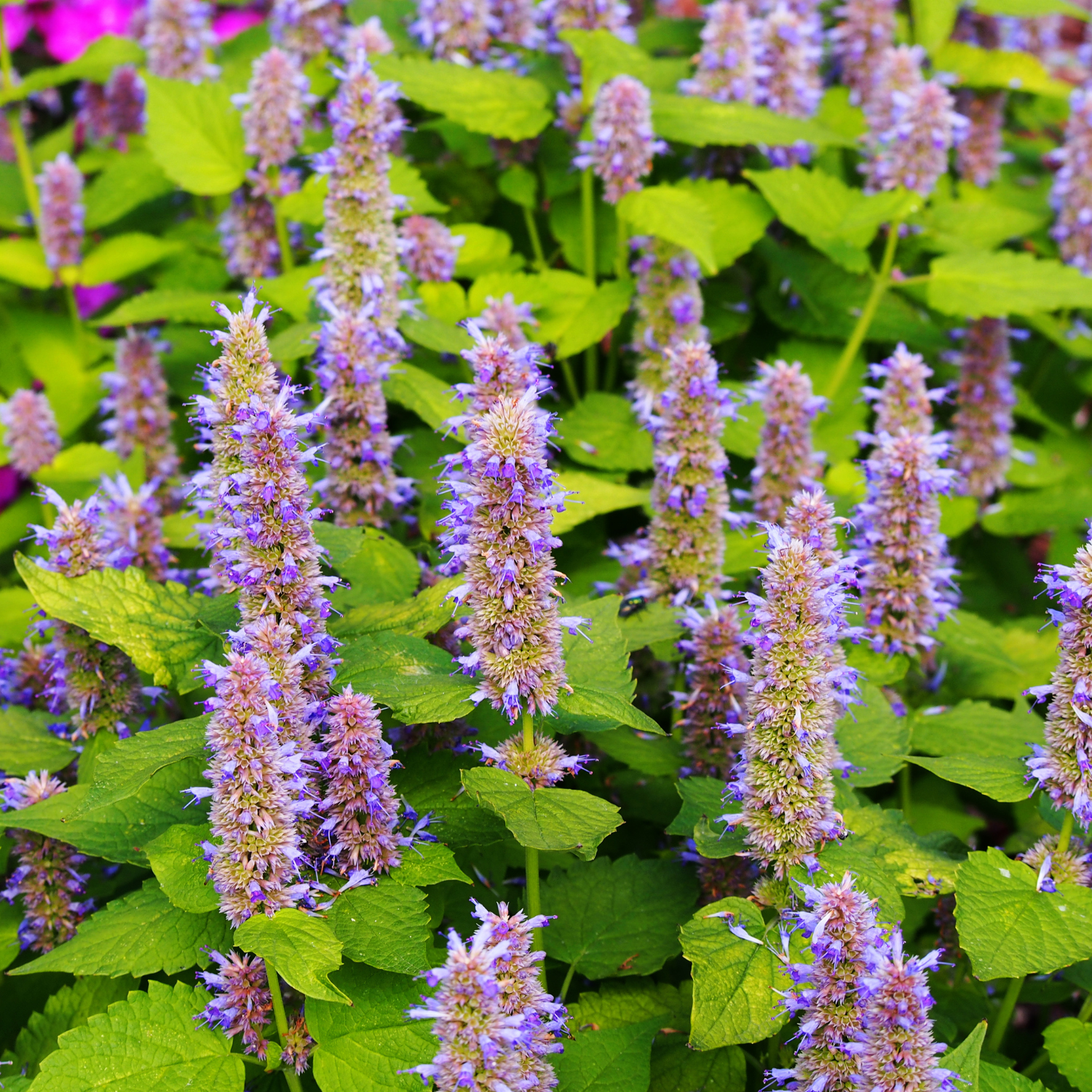 Hyssop: A Sacred Herb with Healing Virtues