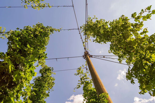 Vigorous green hops bines (Humulus lupulus) climbing an overhead wire trellis system supported by a central wooden pole against a blue sky.