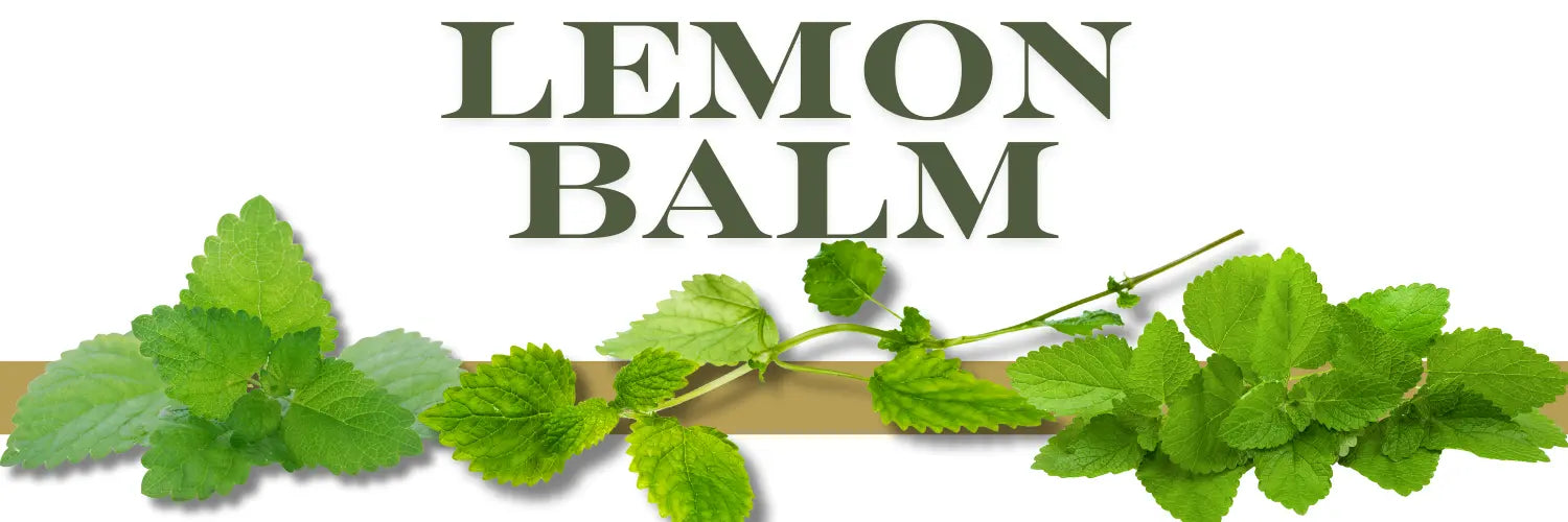 Lemon Balm: Melissa Officinalis A Balm for the Soul hero image
