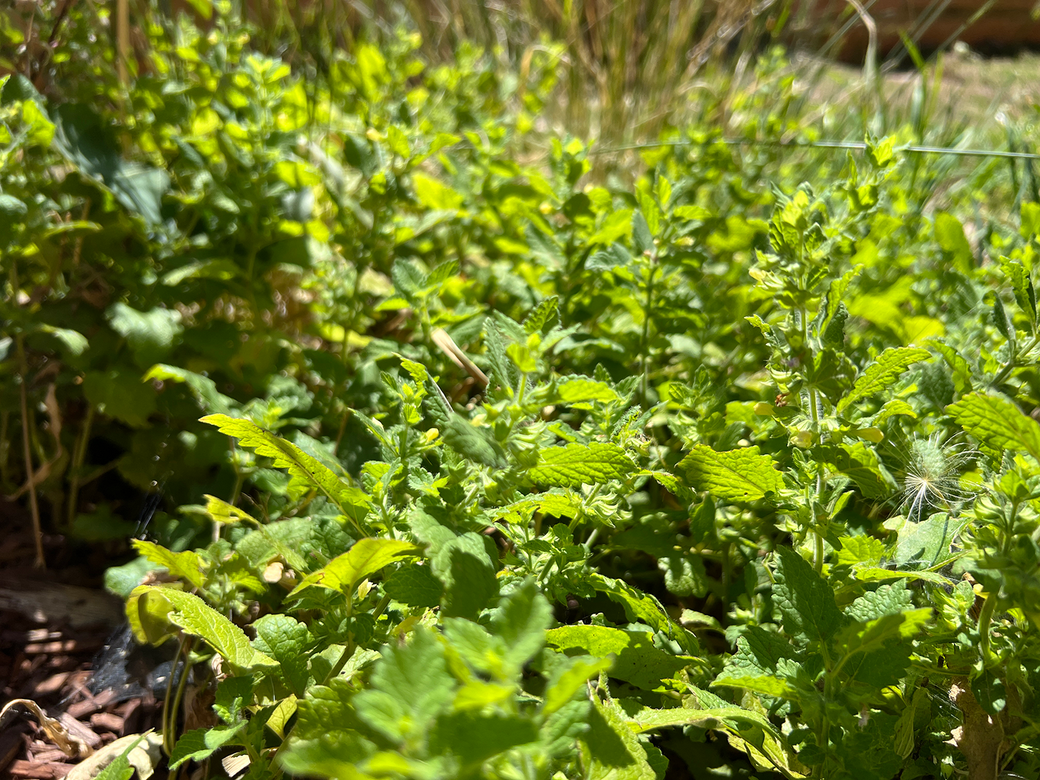 Image of Lemon Balm plant grown at Sacred Plant Co's Low Water Regenerative Colorado Farm, known for sustainable farming practices.