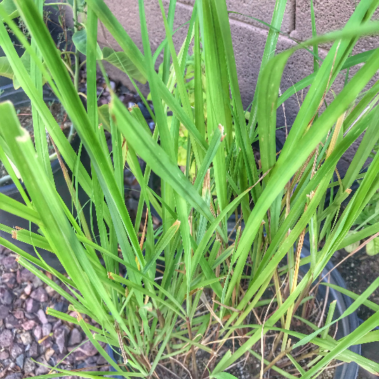 Citrus Symphony: The Lemongrass Tango - A Fragrant Dance with Sacred Plant Co