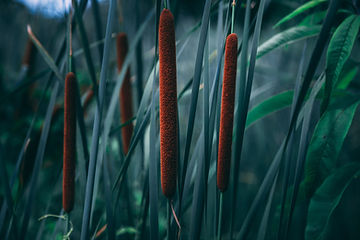 How to Grow Cattail from Seed!