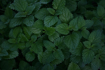 How to Grow Lemon Balm from Seed!