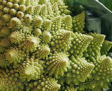 How to Grow Romanesco Broccoli from Seed!