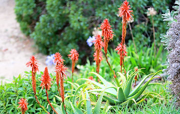 How to Grow Red Hot Poker Plants from Seed!