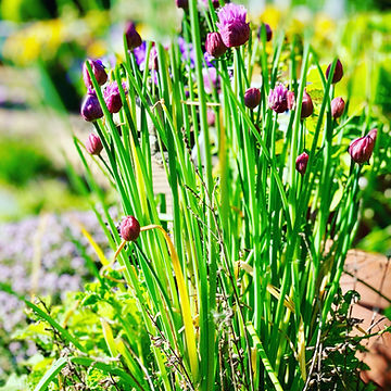 How to Grow Common Chives From Seed