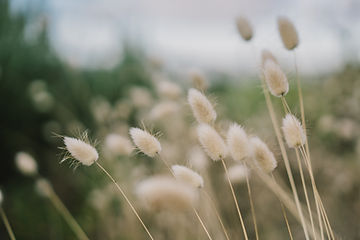 How to Grow Bunny Tail Grass From Seed!