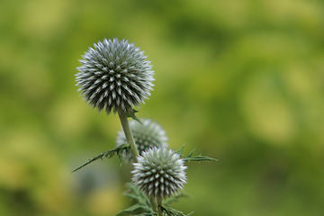 How to Grow Blessed Thistle From Seeds
