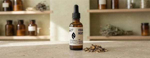 Amber dropper bottle of Sacred Plant Co Osha Root Eternal Extract glycerite resting next to dried Ligusticum porteri root pieces, highlighting the alcohol-free, year-long extraction crafted for respiratory support.