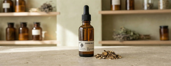 A bottle of Sacred Plant Co Osha Root Tincture alongside dried osha root on a sunlit apothecary counter, representing natural herbal remedies for deep respiratory support and seasonal allergy relief."