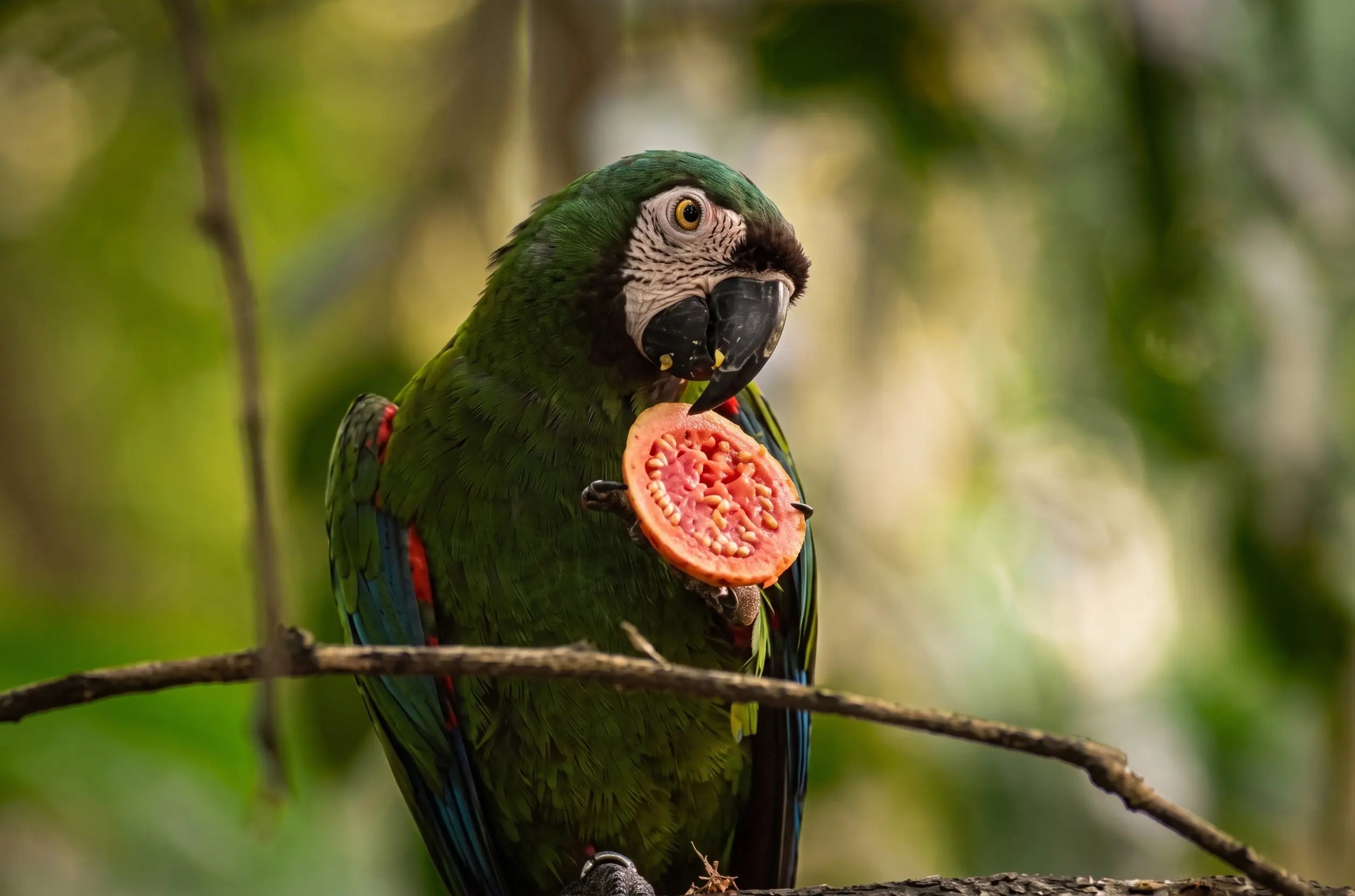 Tropical parrot holding guava with exposed seeds.