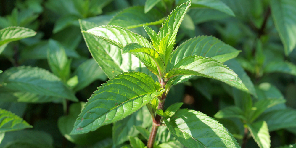 Peppermint Leaf: The Zephyr's Fresh Breath