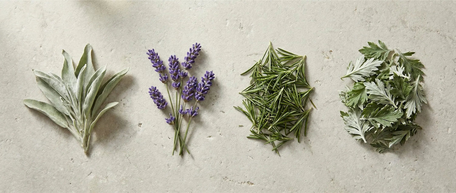 Flat lay comparison of four protective herbs: broad-leafed White Sage, purple Lavender spikes, needle-like Rosemary, and silvery Mugwort leaves on stone.