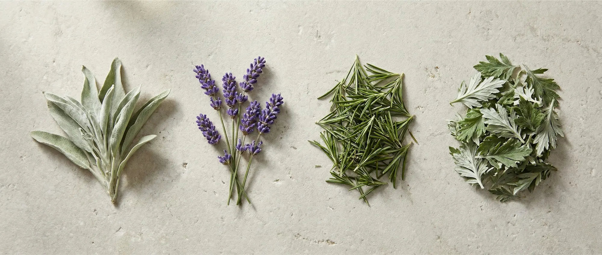 Flat lay comparison of four protective herbs: broad-leafed White Sage, purple Lavender spikes, needle-like Rosemary, and silvery Mugwort leaves on stone.