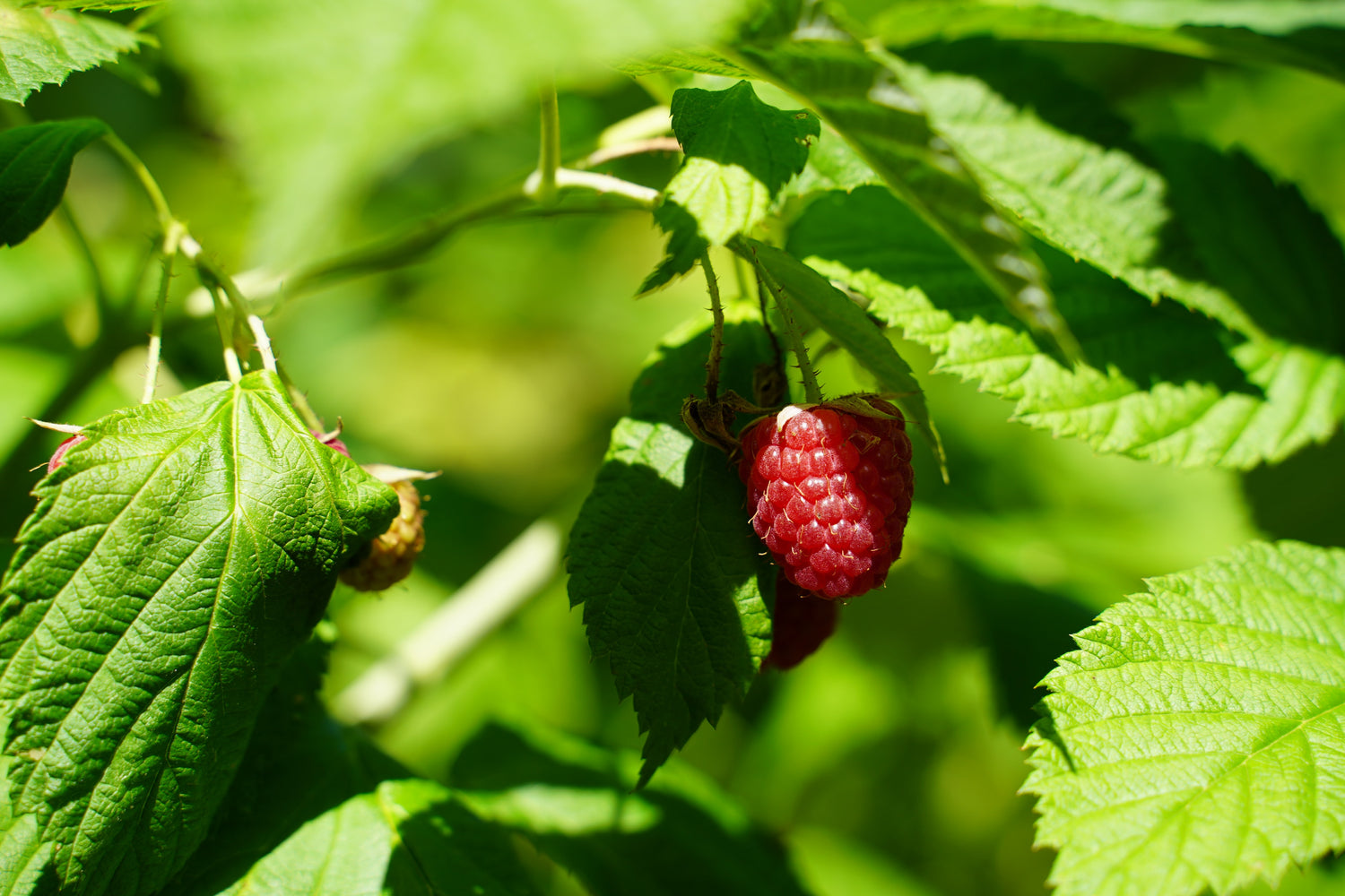 Raspberry Leaf: A Delicious and Nutritious Legacy