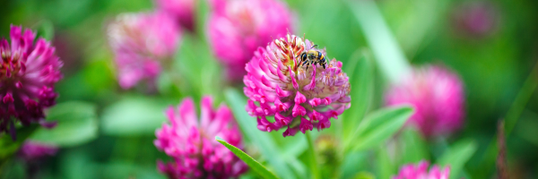 Top 10 Incredible Health Benefits of Hand-Harvested Red Clover Blossoms