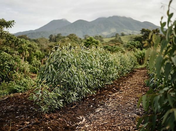 Thriving rows of young Eucalyptus globulus trees growing in rich, dark soil on a regenerative farm, featuring a wood-chipped pathway and mountains in the background.