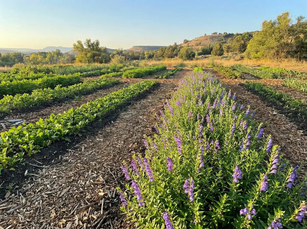 A thriving row of flowering American skullcap (Scutellaria lateriflora) in the foreground of I·M·POSSIBLE Farm's large garden, showcasing regenerative stewardship methods for Sacred Plant Co, with diverse mulched beds and a distant mountain view.