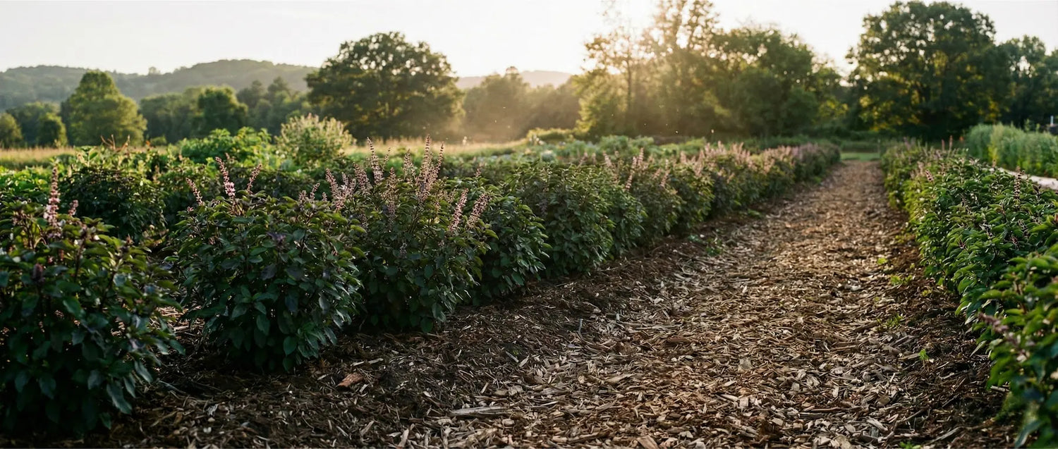 Wide landscape shot of Sacred Plant Co's I·M·POSSIBLE Farm in Colorado, featuring rows of medicinal herbs growing in heavy mulch during golden hour with a forest backdrop.