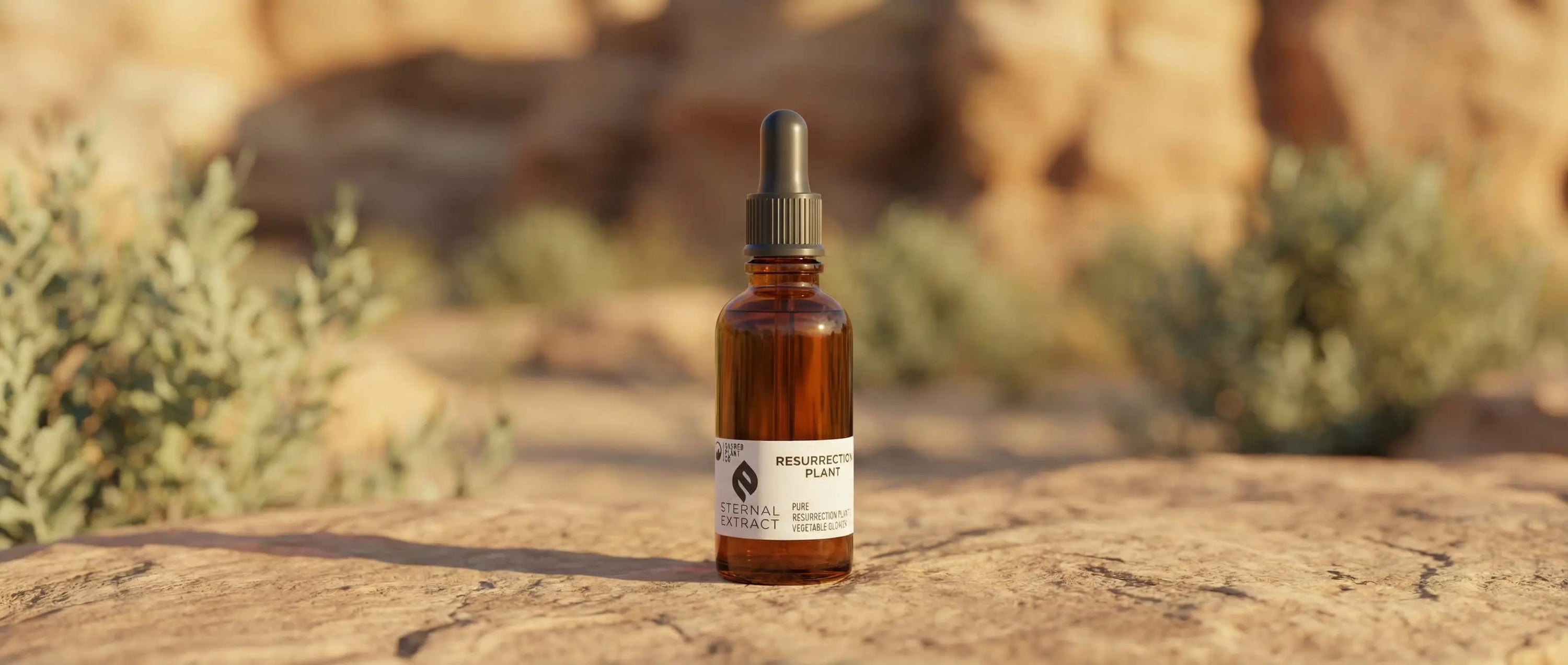 Sacred Plant Co Resurrection Plant Extract with Selaginella lepidophylla showing transformation from dried to hydrated state