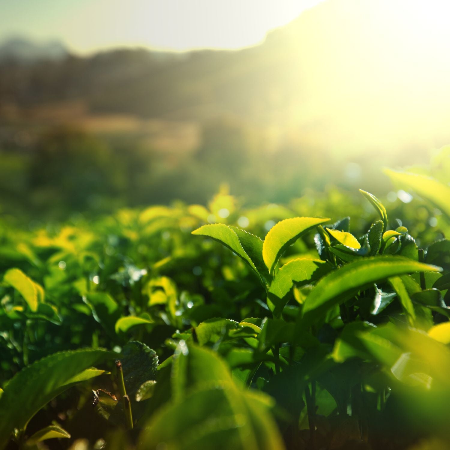 Discovering the Elegance of Sencha: The Pinnacle of Green Tea