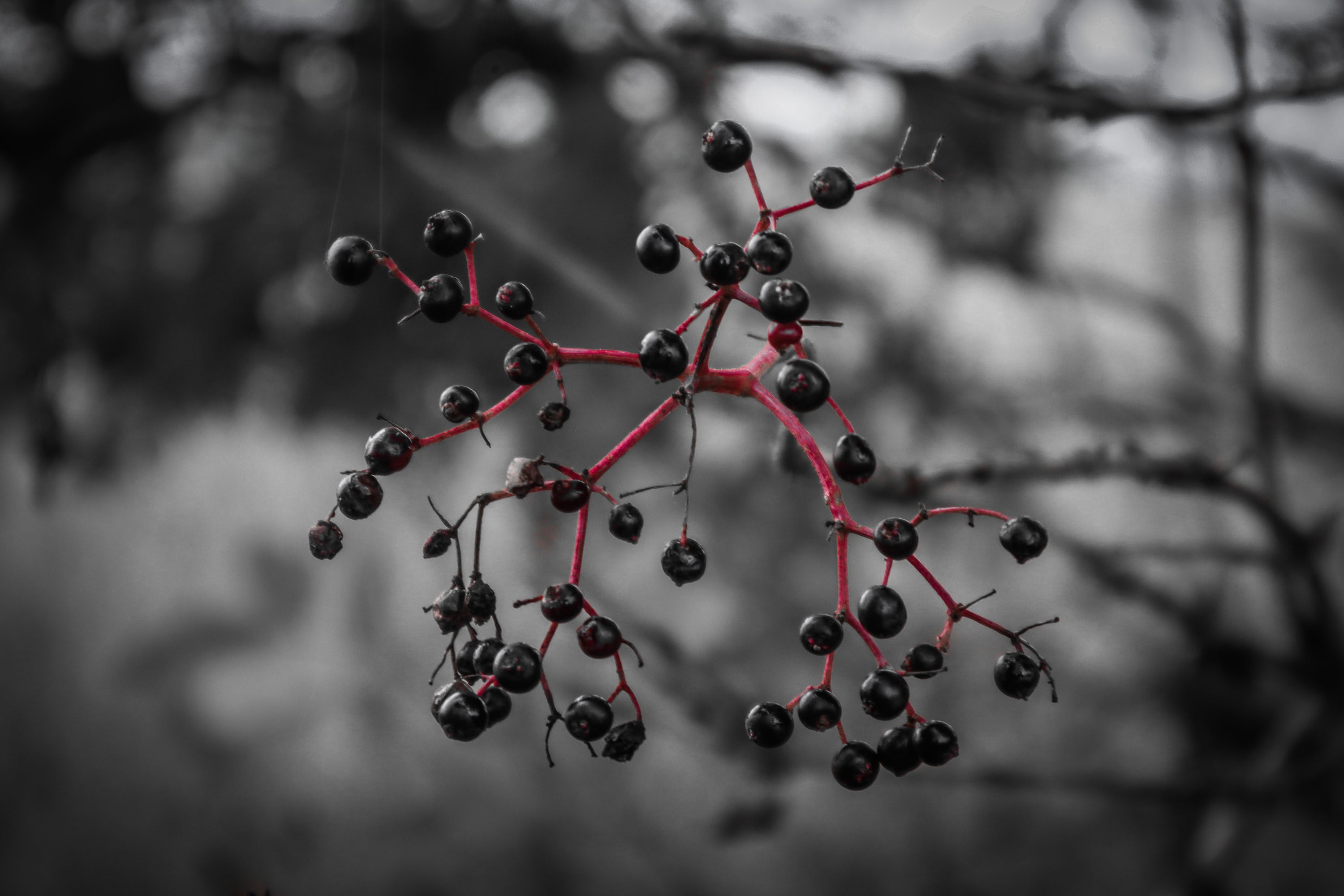 Dive Deep with Wild-Crafted Elderberries: Nature's Resilient Health Gem