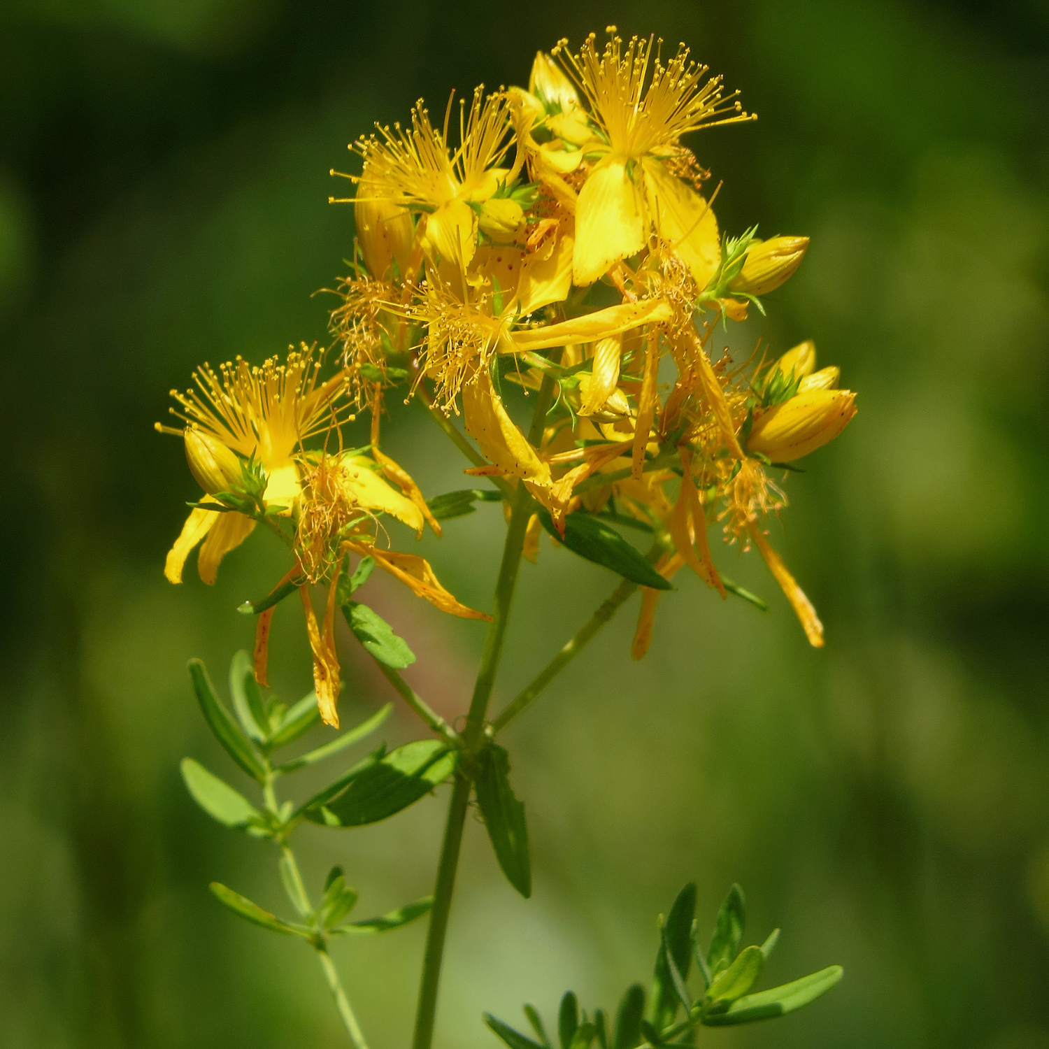 Discovering the Holistic Benefits and Rich History of St John's Wort