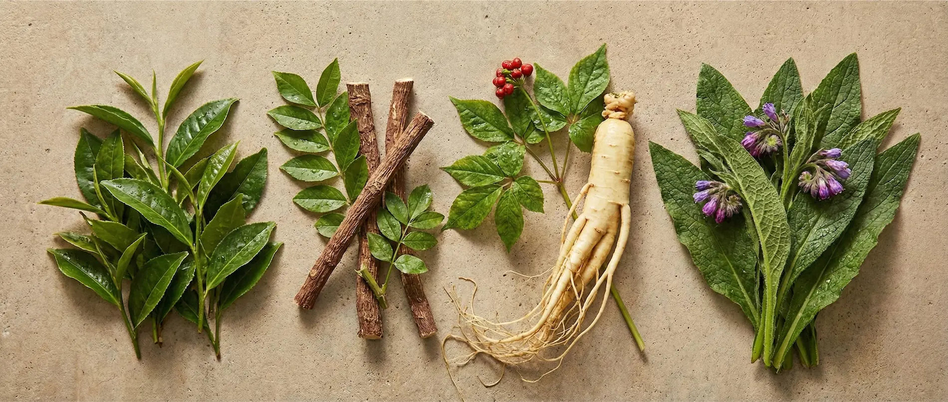 Four key TCM botanicals for rosacea treatment: Green tea (clear heat), Licorice root (harmonize), American Ginseng (nourish Yin), and Comfrey (tissue repair).