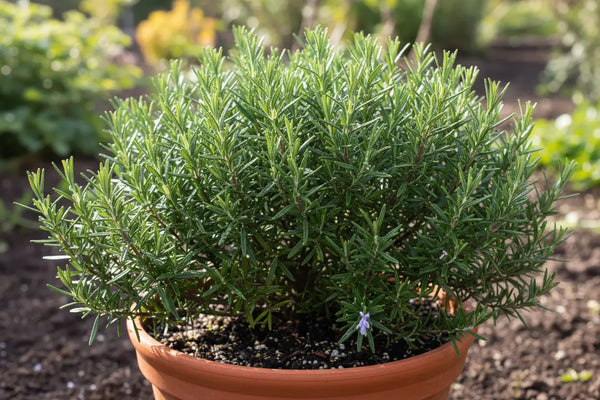 A lush, mature rosemary plant thriving in a terracotta pot, demonstrating successful regenerative growing methods in a sunlit garden.