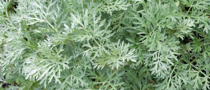 Wormwood: The Enigmatic Herb with a Hint of Absinthe