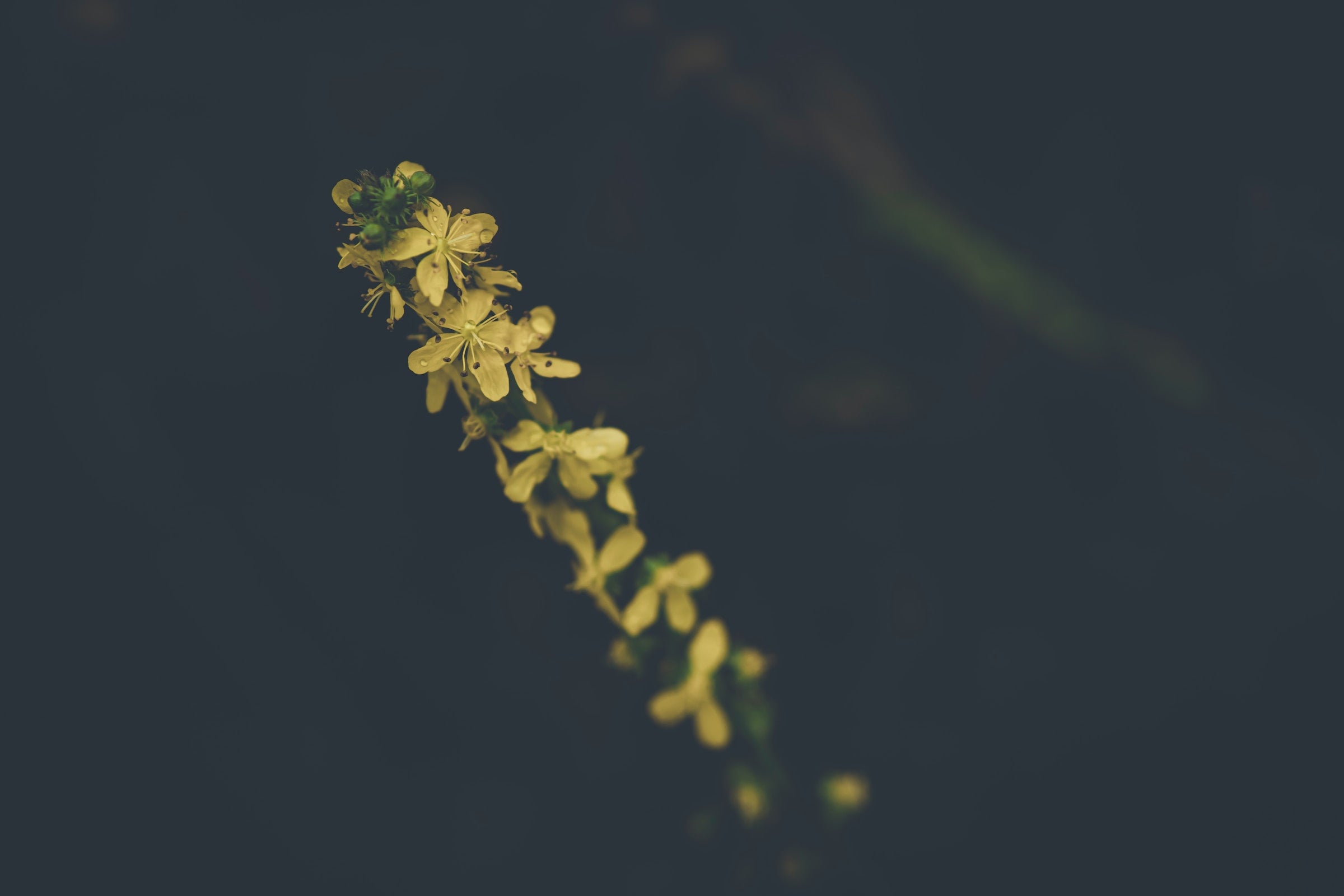 The Unseen Virtues of Agrimony: Nature's Old-World Elixir, Now Available for the New Age