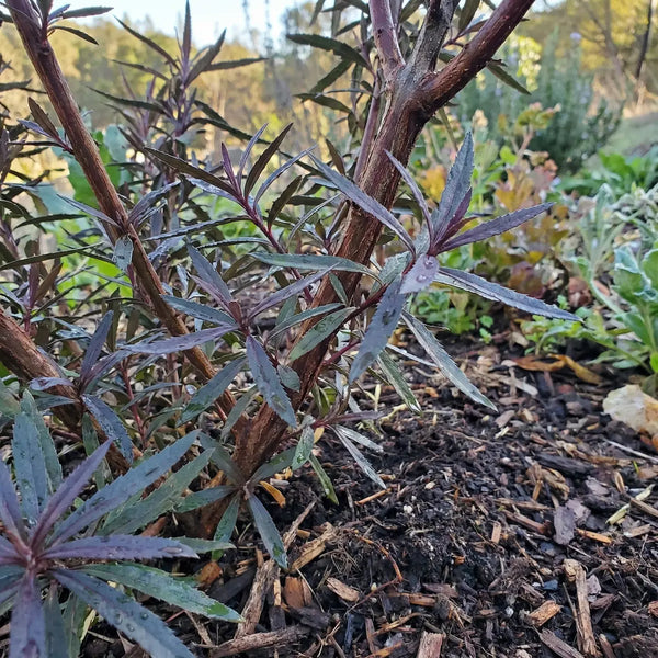 How to Grow Yerba Santa From Seed: A Regenerative Stewardship Guide