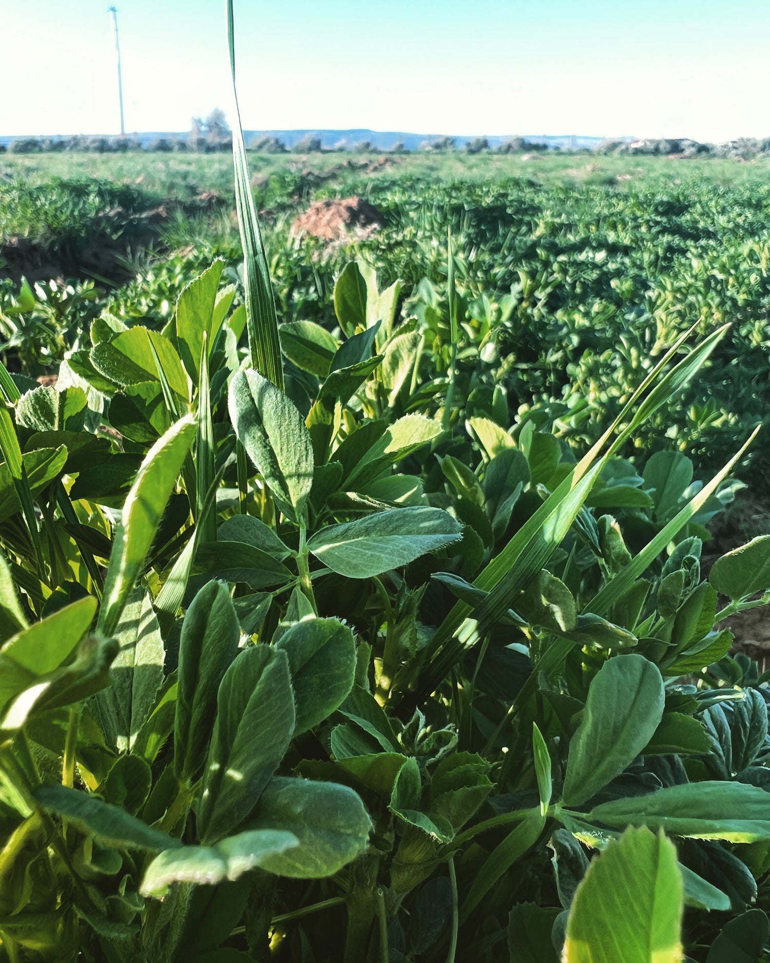 A vast, vibrant alfalfa field cultivated by Sacred Plant Co, showcasing the dedication to nurturing nutritious and sustainable crops.