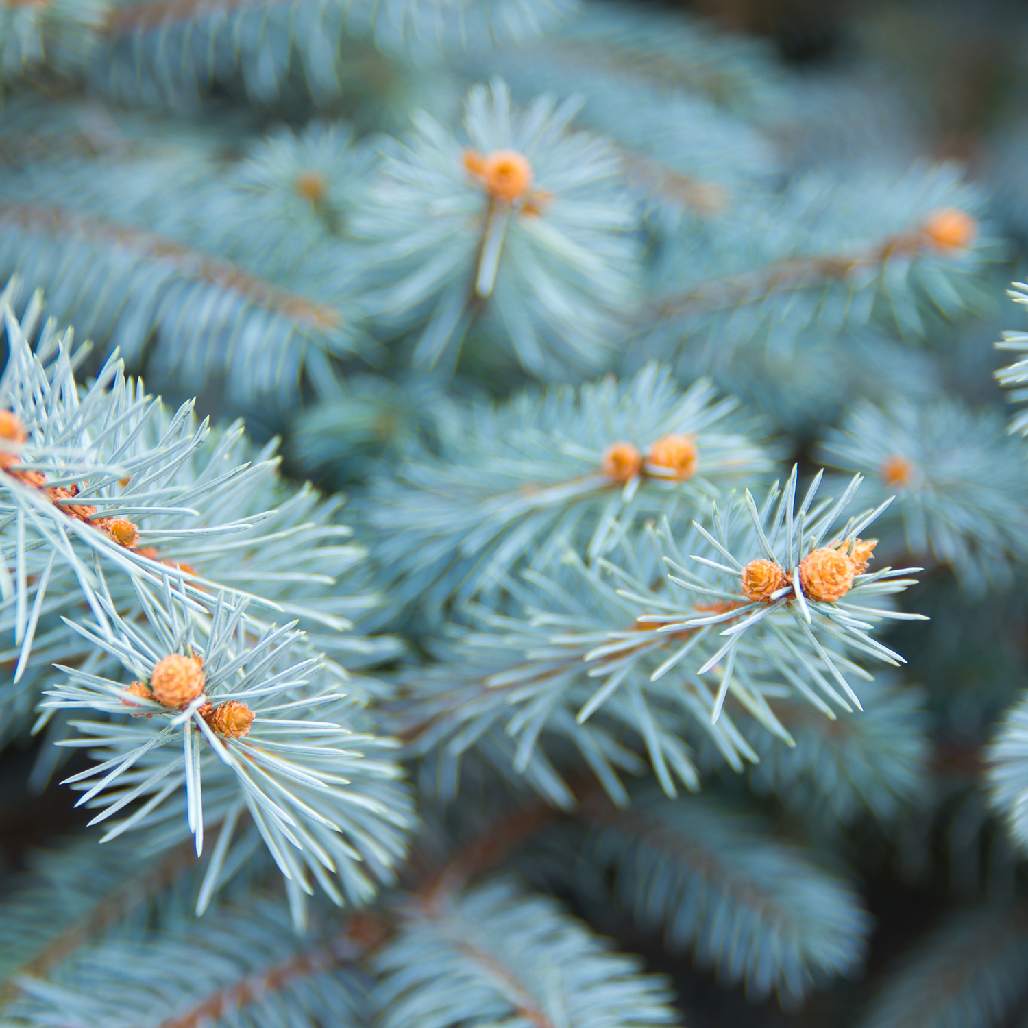 Aromatic blue spruce needles, potential ingredient in Sacred Plant Co&