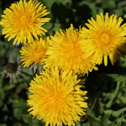 Bright yellow dandelions in full bloom with detailed, jagged petals against a backdrop of green leaves, symbolizing natural herbal digestive remedies.